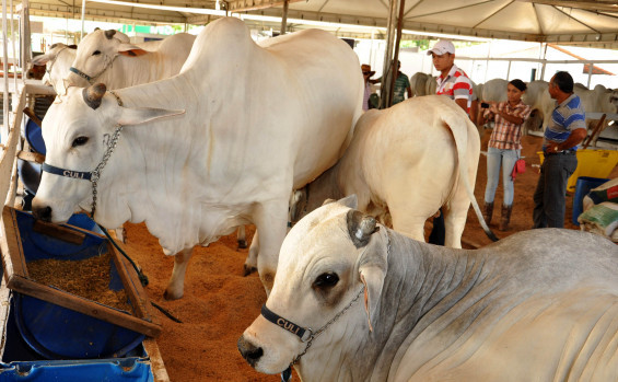 Governo do Tocantins investe na agropecuária e fortalece o setor rural