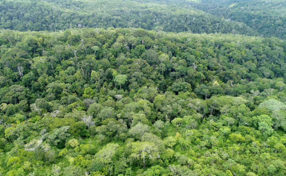 Submissão do REDD+ ao padrão Art Trees e fortalecimento de políticas ambientais marcam compromisso do Governo do Tocantins com o futuro sustentável