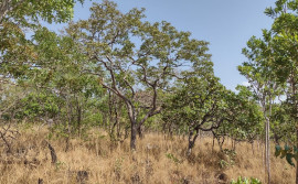 Tocantins registra menor índice de focos de incêndios dos últimos dois meses
