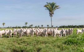 No Tocantins, 95,5% das propriedades com rebanho realizaram a declaração de informações pecuárias na Adapec 