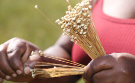 Lei que reconhece Mateiros como a capital nacional do capim-dourado fortalece atuação do Naturatins em benefício da conservação da espécie