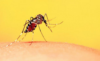 Com aumento de chuvas, SES-TO alerta para prevenção das arboviroses