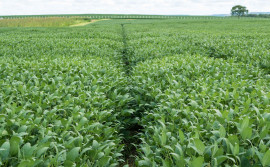 Adapec alerta sobre prazos para encerramento do plantio de soja e cadastramento da área cultivada