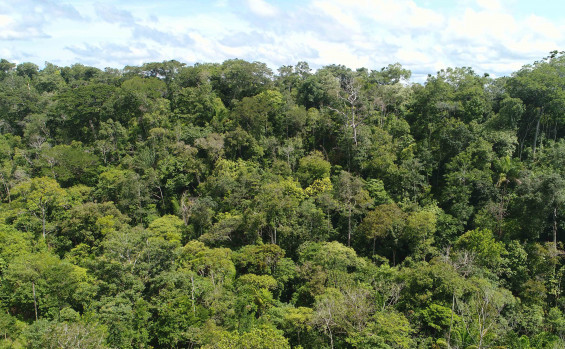 Com investimentos de mais de R$ 5 milhões do programa de REDD+, Governo do Tocantins moderniza sistema de análise de processos do Cadastro Ambiental Rural 