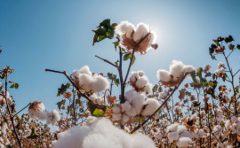 Adapec reforça que plantio de algodão sequeiro encerra nesta quarta-feira, 15, e já inicia o período de safrinha 