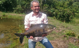 Tambaqui é o peixe mais produzido no Tocantins e o mais consumido pelos tocantinenses