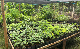 Projeto financiado pelo Governo do Tocantins integra comunidades tradicionais e promove restauração ambiental na região do Cantão