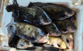 Levantamento da Sepea mostra como é o consumo de pescado por moradores no sul e no sudeste do Tocantins