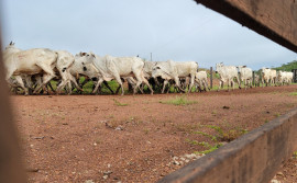 Com investimentos do Governo do Tocantins, Programa Mais Genética garante qualidade e aumento do rebanho bovino no estado