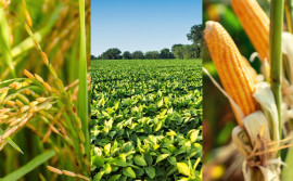 Governo do Tocantins abre inscrições para 1ª edição da Caravana da Produção de Grãos
