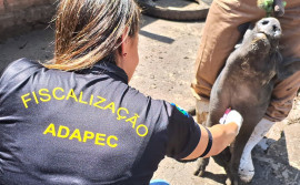 Governo do Tocantins realiza monitoramento sorológico de Peste Suína Clássica em 55 municípios do estado