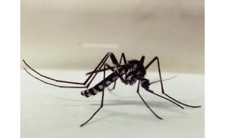 SES-TO reforça  a importância da prevenção contra a febre amarela