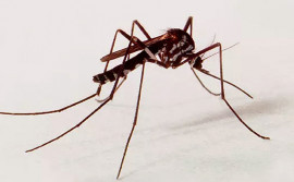 SES/TO reforça a importância da prevenção contra a febre amarela
