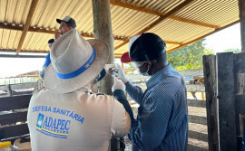Adapec capacita produtores rurais de Goiatins para manejo e aplicação de vacina contra a brucelose 
