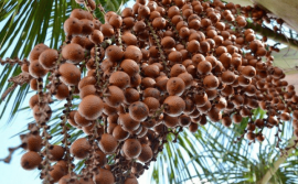 Em Divinópolis, Governo do Tocantins participa do 2º Festival do Buriti e Feira Agrocultural 