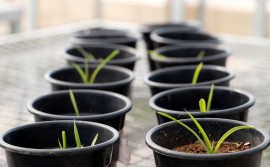 Naturatins promove ações de conservação da Bromelia braunii, espécie em risco no Cerrado