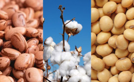 Promovida pelo Governo do Tocantins, Caravana da Produção de Grãos percorrerá oito municípios nesta semana 

