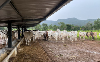 Operação Jequitibá: Polícia Civil recupera 28 cabeças de gado furtadas no interior do Estado