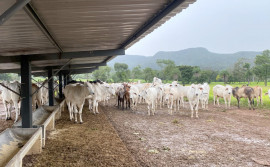 Operação Jequitibá: Polícia Civil recupera 28 cabeças de gado furtadas no interior do estado