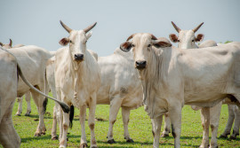 Governo do Tocantins debate implantação do sistema de rastreabilidade bovina