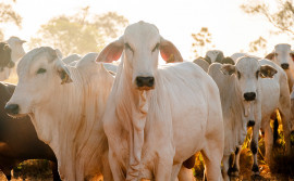 Governo do Tocantins registra crescimento de 38,1% na vacinação contra a raiva dos herbívoros em bovinos no estado