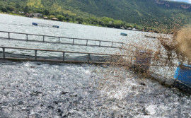 Produção de pescados no Tocantins cresce e estado alcança 17ª posição em ranking nacional 

