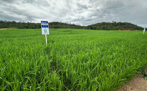 Governo do Tocantins encerra 1ª edição da Caravana da Produção de Grãos apresentando alternativa de plantio de arroz em terras altas, em Miracema 