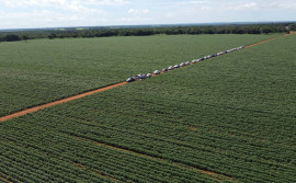 Governo do Tocantins encerra 1ª edição da Caravana da Produção de Grãos e apresenta alternativa de plantio de arroz em terras altas, em Miracema 