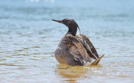 Naturatins reforça a proteção do pato-mergulhão com programa de Monitoramento e Conservação da espécie