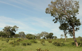 Tocantins avança na preservação ambiental com criação de comitê técnico para criação de plano de recuperação de áreas degradadas