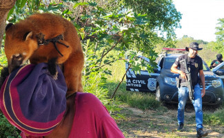Polícia Civil e Naturatins retiram quati de cativeiro em Aurora do Tocantins
