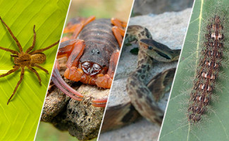 SES-TO torna público o Boletim Zoonoses e Peçonhentos 