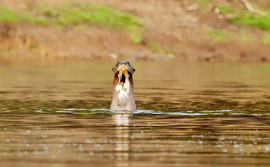 Com programa Pró-Ariranha, Naturatins reforça conservação da espécie no Parque Estadual do Cantão
