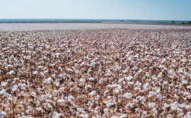 Governo do Tocantins alerta produtores de algodão safrinha sobre fim do prazo para cadastro de áreas 
