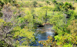 Governo do Tocantins registra queda de 38,3% no desmatamento no estado