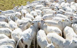 Governo do Tocantins realiza workshop sobre bem-estar animal na pecuária