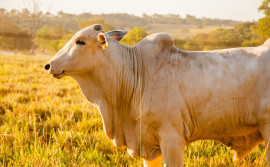 Adapec alerta sobre a importância da notificação de suspeitas e ocorrências de doenças em animais