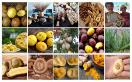 Governo do Tocantins e Ministério do Desenvolvimento Agrário promovem seminário sobre Bioeconomia 