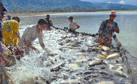 Sepea alerta produtores do Tocantins sobre prazo final para o envio do Relatório Anual de Produção da Aquicultura
