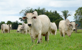 Com ações do Governo do Tocantins, estado bate recorde no abate de bovinos em 2024 e impulsiona economia