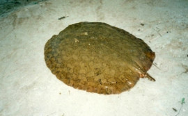 Naturatins intensifica monitoramento da arraia-maçã, espécie criticamente ameaçada de extinção
