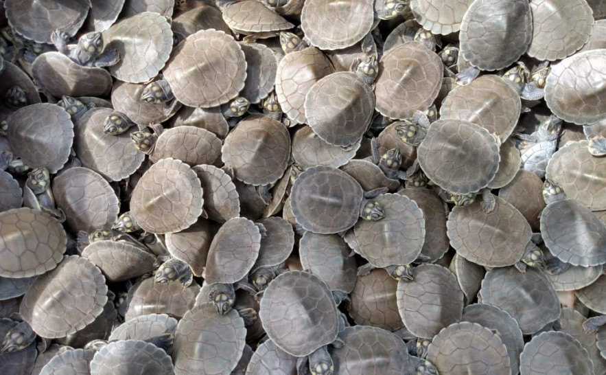 Cerca de 160 mil filhotes de tartarugas e tracajás devem nascer até dezembro dentro do Projeto Quelônios