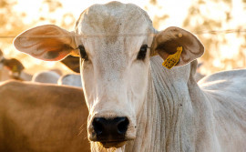 Governo do Tocantins discute diretrizes para implementação da rastreabilidade bovina