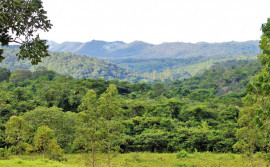 Governo do Tocantins registra redução de 36,5% de área desmatada em bioma Cerrado no 1º trimestre