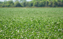 Tocantins abre janela de plantio de soja semente nas Planícies Tropicais no dia 20 de abril
