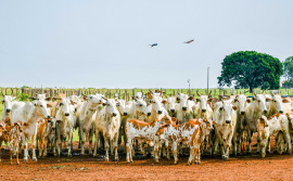 Adapec informa que propriedades que enviarão animais para leilões e abates podem antecipar declaração de informações pecuárias 
