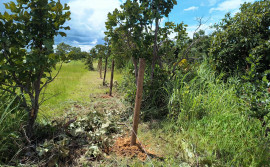 Governo do Tocantins avança com o projeto Plantando Água para a região sudeste do estado 