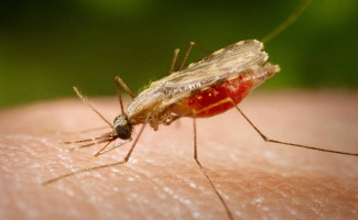 No Dia Mundial da Luta contra a Malária, a SES-TO alerta para prevenção 