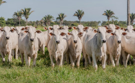 Governo do Tocantins inicia primeira etapa da campanha de declaração de informações pecuárias no dia 1º de maio
