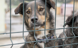 Em Araguaína, homem que provocou a morte de um cachorro é indiciado pela Polícia Civil por maus-tratos a animal